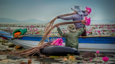 Nông dân thu hoạch Bông súng