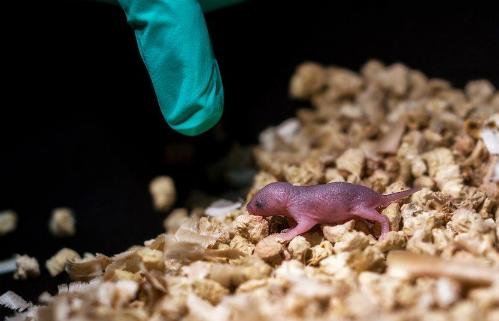 Chú chuột con được sinh ra từ hai chuột cha đã chết sau 48 giờ. Ảnh: BBCNews