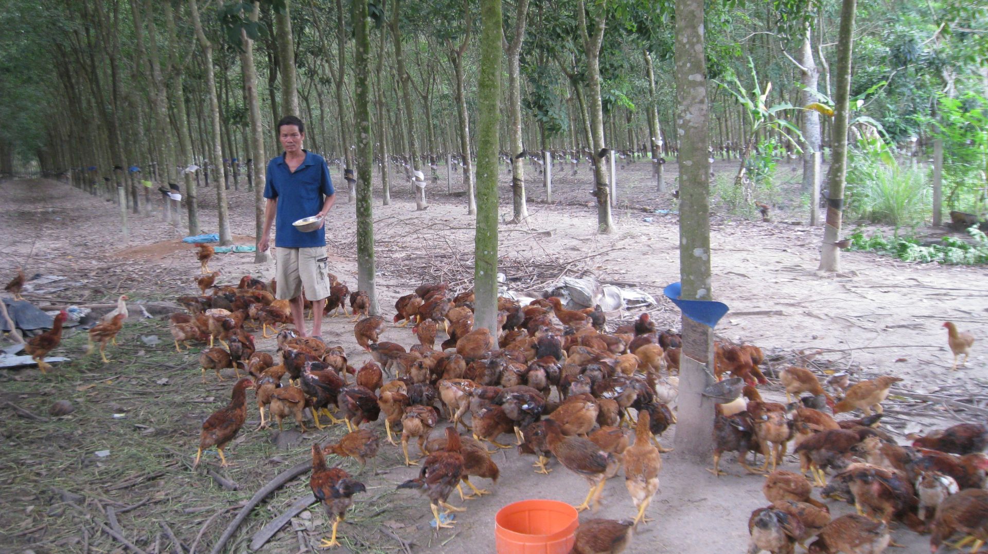 Chăn nuôi gà thả vườn là một mô hình chăn nuôi hiệu quả