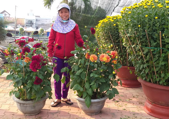 Nhộn nhịp thị trường hoa Tết - Báo Tây Ninh Online