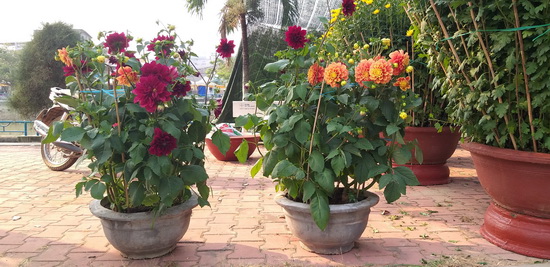 Nhộn nhịp thị trường hoa Tết - Báo Tây Ninh Online