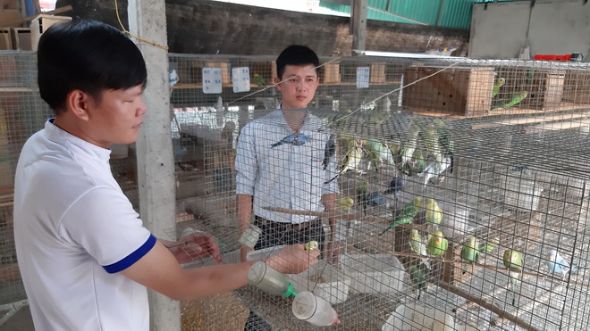 Chú chim yến phụng đau khổ khi chứng kiến cái chết của bạn | Chuyện lạ |  Vietnam+ (VietnamPlus)