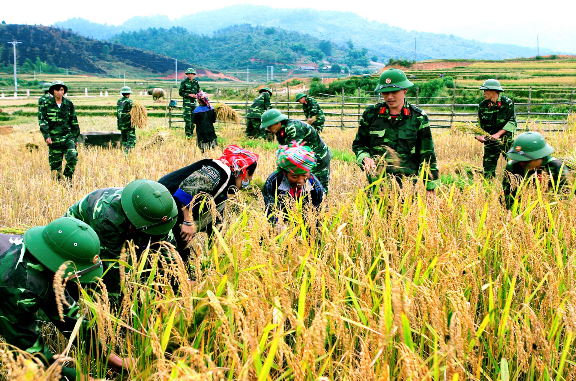 Bộ đội giúp đồng bào gặt lúa _Ảnh: Tư liệu