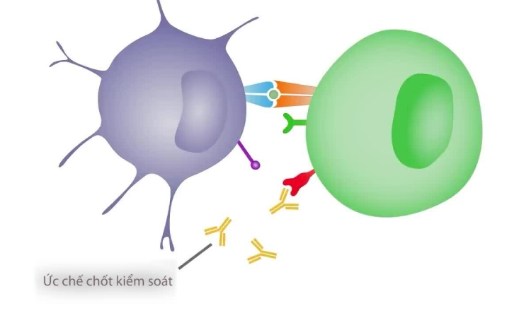 Vaccine điều trị ung thư hoạt động như thế nào?