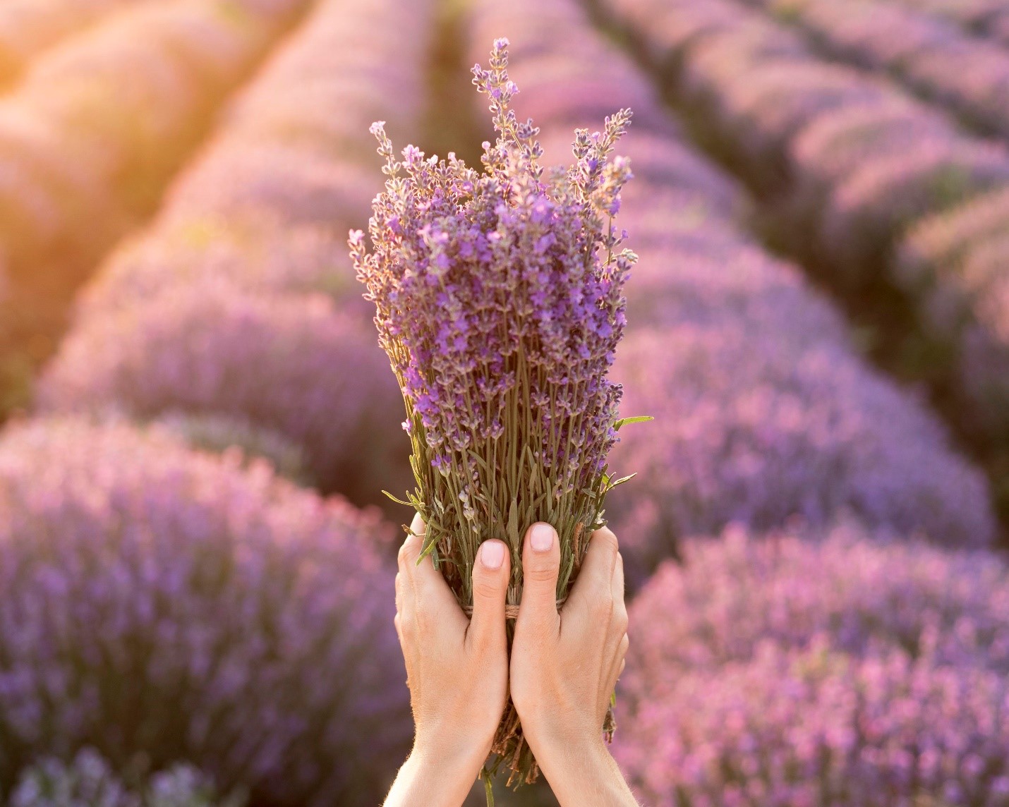 A person holding a bunch of lavenderDescription automatically generated with medium confidence