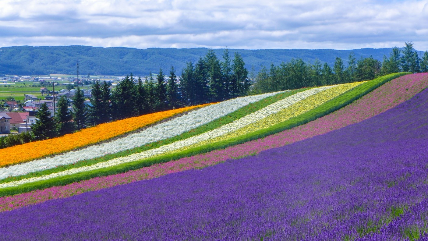 A field of flowers with trees in the backgroundDescription automatically generated with low confidence