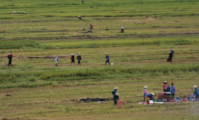 Người dân thu hoạch lúa ở cánh đồng bên sông Đà. Ảnh: Ngọc Thành