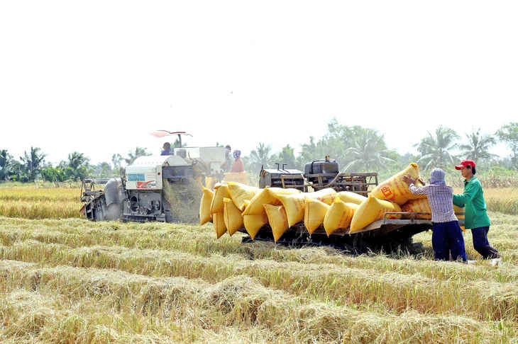 Gạo Việt đang ngày càng nâng tầm và tạo nên thương hiệu uy tín trên thế giới. Trong ảnh: Mùa thu hoạch lúa tại huyện Hồng Dân, tỉnh Bạc Liêu - Ảnh: CHÍ QUỐC