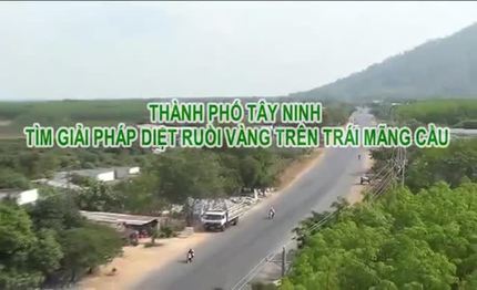 Thành phố Tây Ninh - Có nhiều giải pháp diệt ruồi vàng trên trái mãng cầu