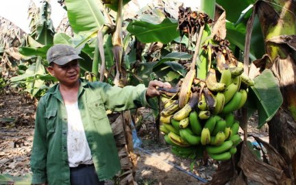 Nông dân Tây Ninh lao đao vì chuối già Nam Mỹ