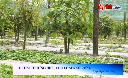 Đi tìm thương hiệu cho rau rừng Trảng Bàng