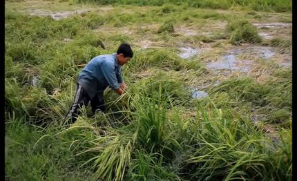 Nông dân Tây Ninh điêu đứng vì mưa lớn thất thường