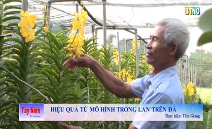 Hiệu quả từ mô hình trồng lan trên đá