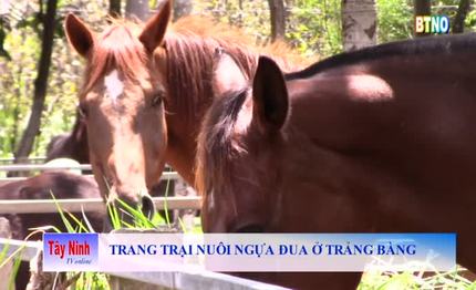 Trang trại nuôi ngựa đua ở Trảng Bàng