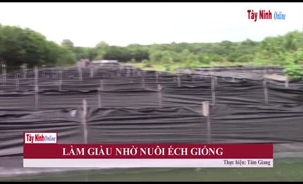 [Video] Làm giàu nhờ nuôi ếch giống