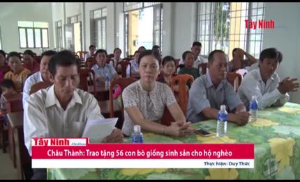 Châu Thành: Trao tặng 56 con bò giống sinh sản cho hộ nghèo