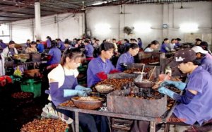 Tây Ninh: Nhiều nhà máy chế biến hạt điều thiếu nguyên liệu chế biến: