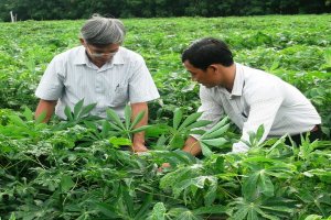 Tây Ninh: Dịch bệnh khảm lá cây khoai mì đang lây lan trên diện rộng