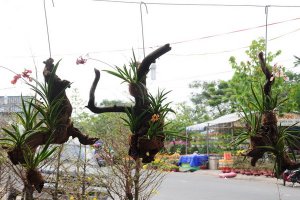 Độc đáo chợ hoa Xuân Thành phố Tây Ninh