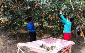 Tây Ninh sẽ phát triển diện tích cây ăn trái lên 30.000 ha