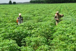Hơn 91% diện tích mì ở Tây Ninh bị nhiễm bệnh khảm lá