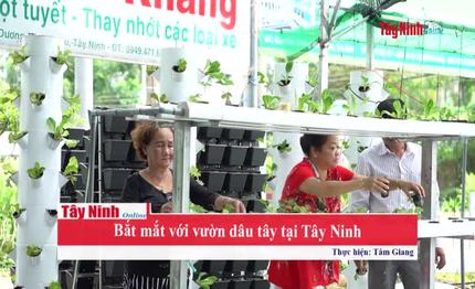 Bắt mắt với vườn Dâu tây tại Tây Ninh