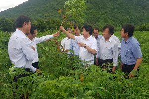 Các nhà máy chế biến mì trên địa bàn tỉnh Tây Ninh tiếp tục đối diện với tình trạng thiếu nguyên liệu chế biến