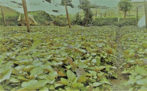 Tây Ninh đầu tư gần 6.000 tỷ đồng cho nông nghiệp, nông thôn trong giai đoạn 2008 – 2017