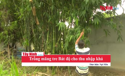 Trồng măng tre Bát độ cho thu nhập khá