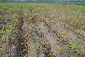 Tây Ninh có diện tích mì bị nhiễm bệnh khảm lá lớn nhất cả nước