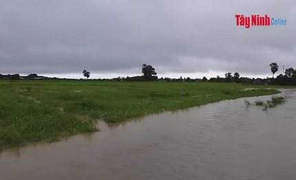 Nhiều diện tích lúa, cây trồng ở Tây Ninh bị ngập sau cơn bão số 9