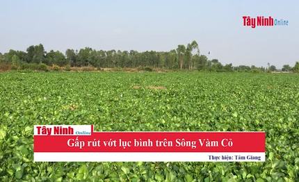 Gấp rút vớt lục bình trên Sông Vàm Cỏ