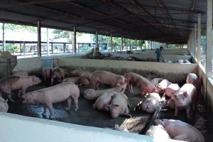 Tây Ninh: Triển khai cấp bách các giải pháp để phòng chống bệnh dịch tả heo Châu Phi