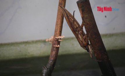 Công tác thanh niên–những khó khăn cần tháo gỡ