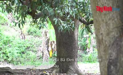 Vườn xoài thanh cổ thụ trên sườn núi Bà Đen