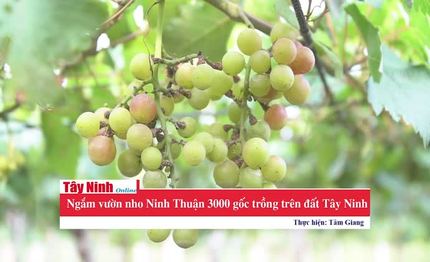 Ngắm vườn nho Ninh Thuận 3000 gốc được trồng trên đất Tây Ninh