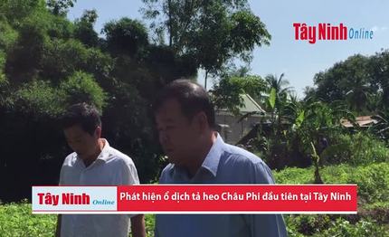 Phát hiện ổ dịch tả heo Châu Phi đầu tiên tại Tây Ninh