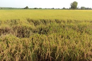 Nâng cao chất lượng nông sản xuất khẩu:  Yếu tố sống còn đối với phát triển ngành nông nghiệp