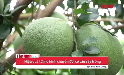 Hiệu quả từ mô hình chuyển đổi cơ cấu cây trồng