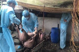 Hơn 2300 con heo bị chết và tiêu hủy do dịch tả heo Châu Phi