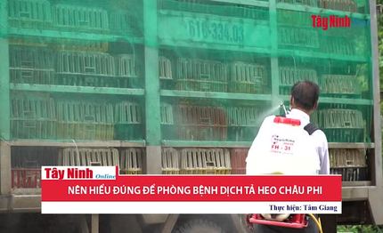 Phòng, chống dịch tả heo Châu Phi: “Chống dịch như chống giặc”(tt)