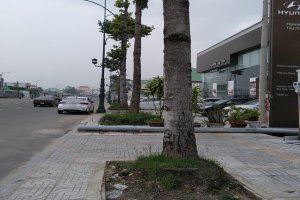 Đường 30/4, Thành phố Tây Ninh: Nhiều cây xanh có nguy cơ ngã đổ