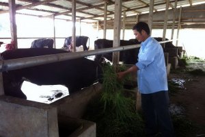 Sắp tới có thể không được phép chăn nuôi trong khu dân cư