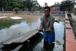 Cần tăng cường công tác kiểm định  đối với các cơ sở kinh doanh giống, cây trồng, vật nuôi, vật tư nông nghiệp