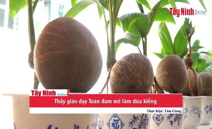 Thầy giáo dạy Toán đam mê làm dừa kiểng