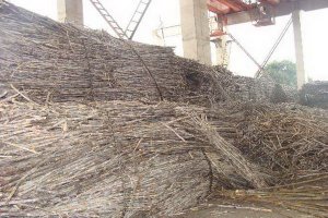 Công ty Cổ phần Thành Thành Công–Biên Hòa: Không đồng ý điều chỉnh bảo hiểm chữ đường lên 9 CCS giai đoạn sau Tết