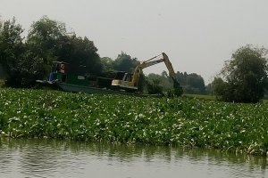 Sẽ tăng cường công tác trục vớt lục bình trên sông Vàm Cỏ Đông