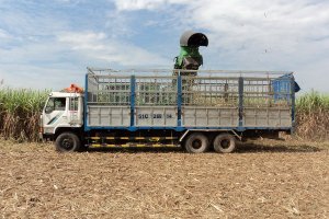Kỳ 2: Bất đồng trong vấn đề giá thu mua mía