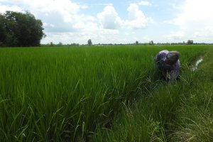 Ngành nông nghiệp Tây Ninh ứng phó trước tình hình dịch bệnh Covid-19