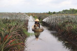 Tây Ninh tiếp tục chuyển đổi cơ cấu cây trồng, vật nuôi
